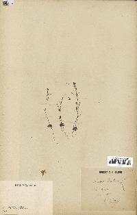 spécimen de Arabidopsis thaliana