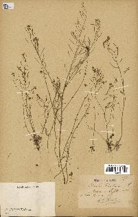 spécimen de Arabidopsis thaliana