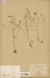 spécimen de Arabidopsis thaliana