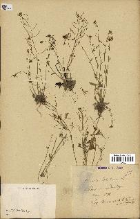 spécimen de Arabidopsis thaliana