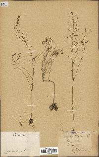 spécimen de Arabidopsis thaliana