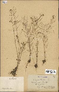 spécimen de Arabidopsis thaliana