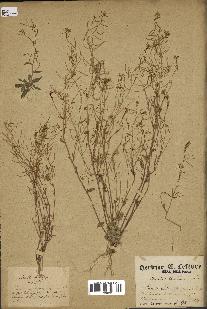 spécimen de Arabidopsis thaliana