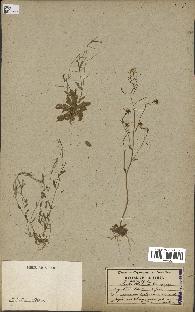 spécimen de Arabidopsis thaliana