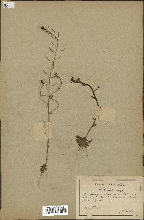 spécimen de Arabidopsis thaliana