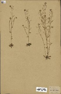 spécimen de Arabidopsis thaliana