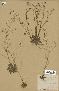 spécimen de Arabidopsis thaliana