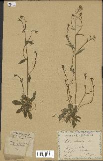 spécimen de Arabidopsis thaliana
