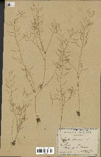 spécimen de Arabidopsis thaliana