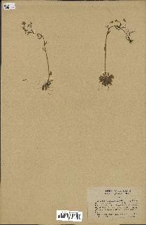 spécimen de Arabidopsis thaliana