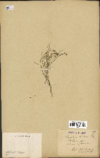 spécimen de Arabidopsis thaliana