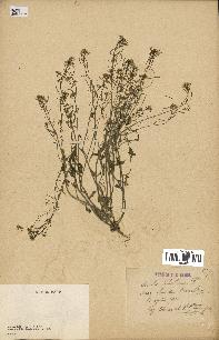 spécimen de Arabidopsis thaliana