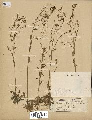 spécimen de Arabidopsis thaliana