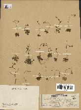 spécimen de Arabidopsis thaliana