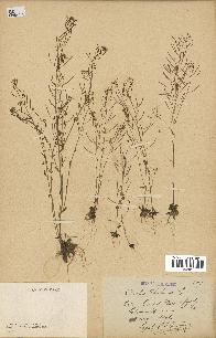 spécimen de Arabidopsis thaliana