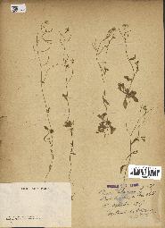 spécimen de Arabidopsis thaliana