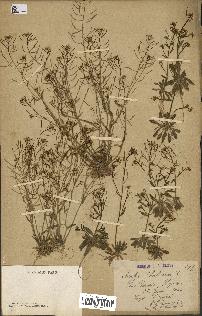 spécimen de Arabidopsis thaliana