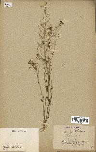 spécimen de Arabidopsis thaliana