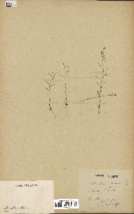 spécimen de Arabidopsis thaliana