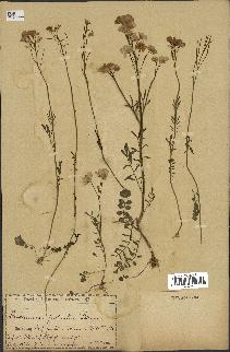 spécimen de Cardamine pratensis