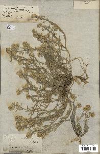 spécimen de Alyssum montanum