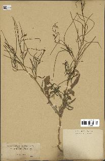 spécimen de Sisymbrium orientale