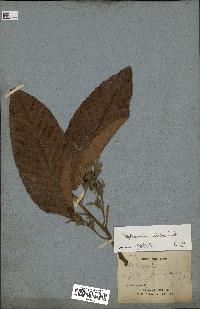 spécimen de Dipterocarpus alatus