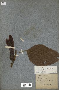 spécimen de Dipterocarpus alatus