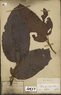 spécimen de Dipterocarpus alatus