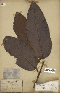 spécimen de Dipterocarpus alatus