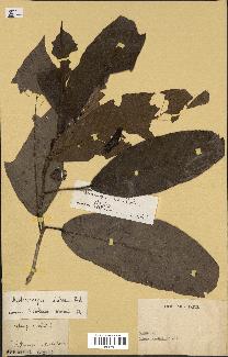spécimen de Dipterocarpus alatus