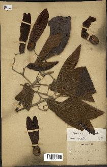 spécimen de Dipterocarpus alatus