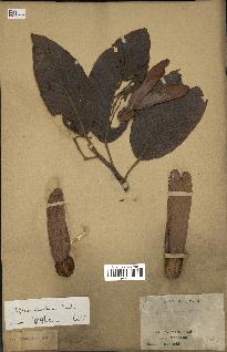 spécimen de Dipterocarpus alatus