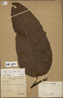 spécimen de Dipterocarpus alatus