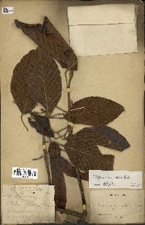 spécimen de Dipterocarpus alatus