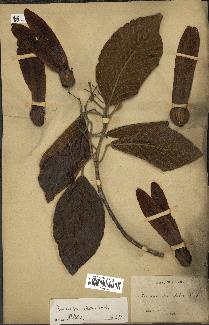 spécimen de Dipterocarpus alatus