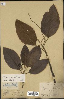 spécimen de Dipterocarpus alatus