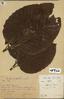 spécimen de Dipterocarpus alatus