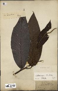 spécimen de Dipterocarpus alatus