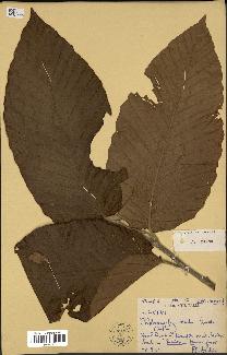 spécimen de Dipterocarpus alatus