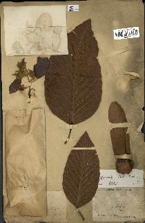 spécimen de Dipterocarpus alatus