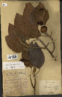 spécimen de Dipterocarpus alatus
