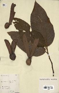 spécimen de Dipterocarpus alatus