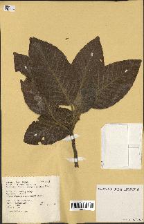 spécimen de Dipterocarpus alatus