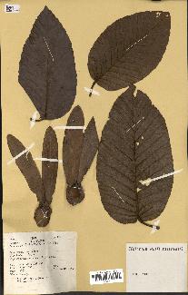 spécimen de Dipterocarpus alatus