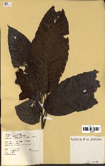 spécimen de Dipterocarpus alatus