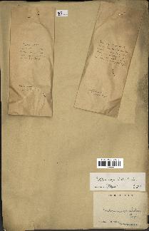 spécimen de Dipterocarpus alatus