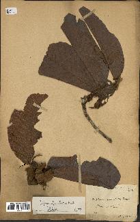spécimen de Dipterocarpus alatus