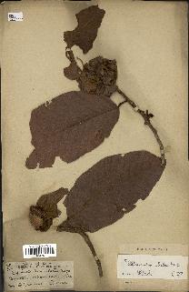 spécimen de Dipterocarpus alatus