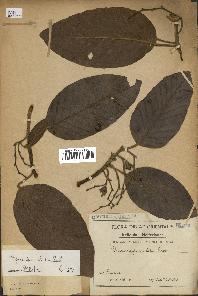 spécimen de Dipterocarpus alatus